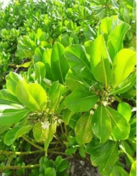 Ontong Javaneses Treat Flu-like Diseases With Traditional Herb