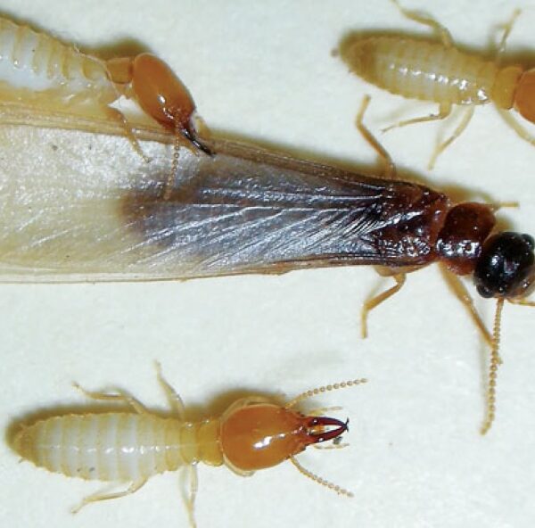 MAL and BSI intensify efforts to contain Asian Subterranean Termite (AST) in Solomon Islands