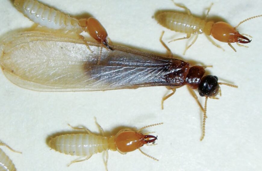 MAL and BSI intensify efforts to contain Asian Subterranean Termite (AST) in Solomon Islands