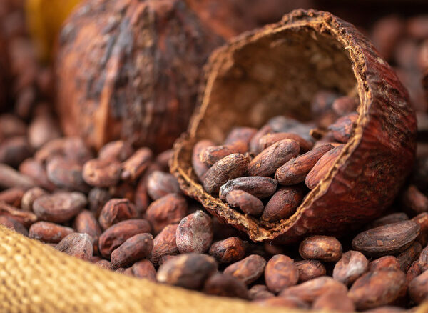 A Cocoa Entrepreneur’s Chocolate Dream