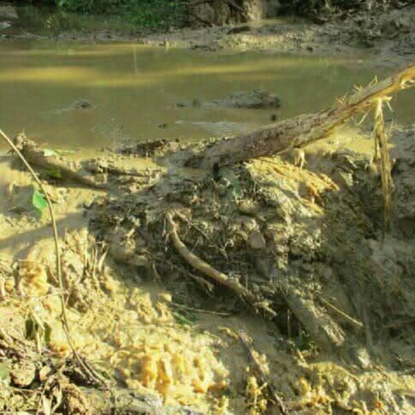 Logging Activities Pollute Waterways in West Kwaio