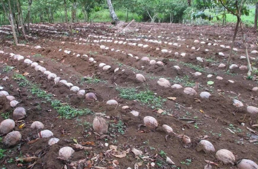 Coconut Rehabilitation Project Continues in West Kwaio