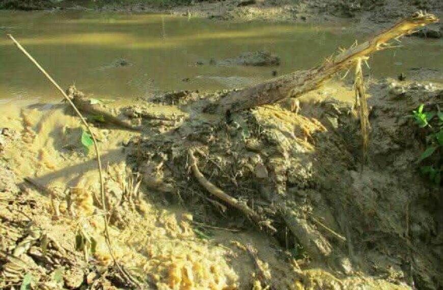 Logging Activities Pollute Waterways in West Kwaio