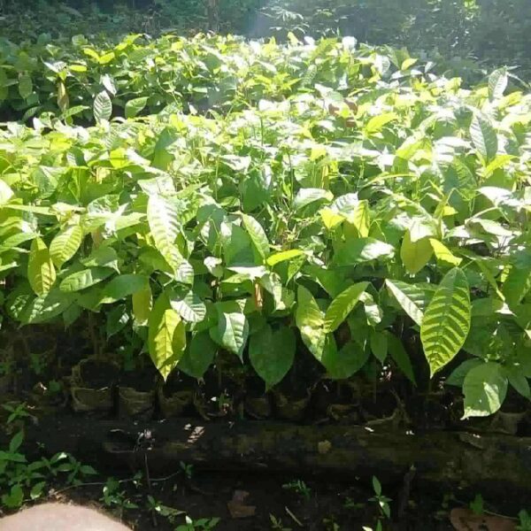 Young Farmer Pioneers Sustainable Cocoa Farming in West Kwaio