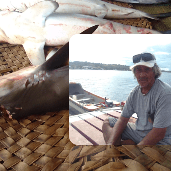 Gizo Resident Earns Living from Shark Fishing