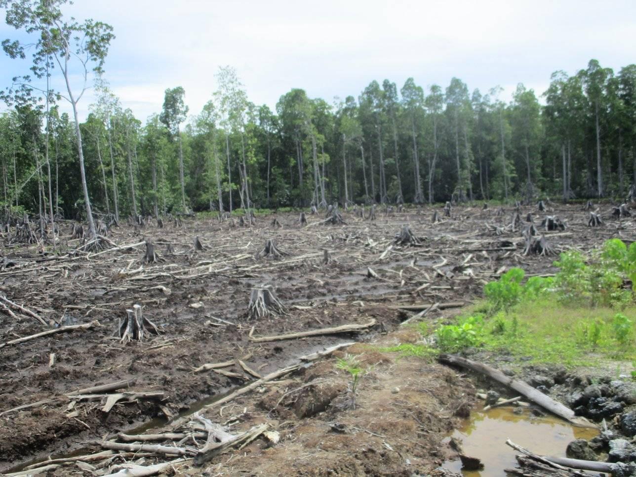 Mangrove Ecosystem Threatened in West Kwaio