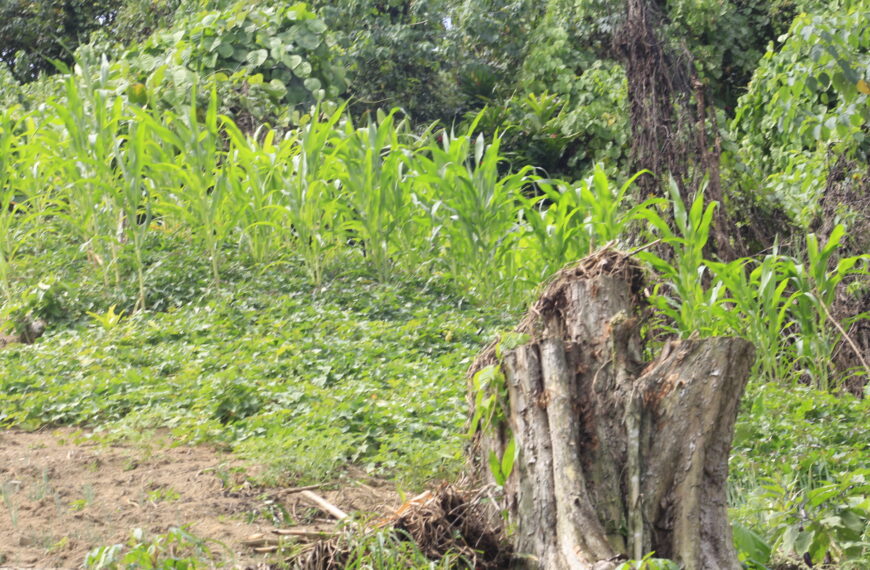 Subsistence Farming Matters