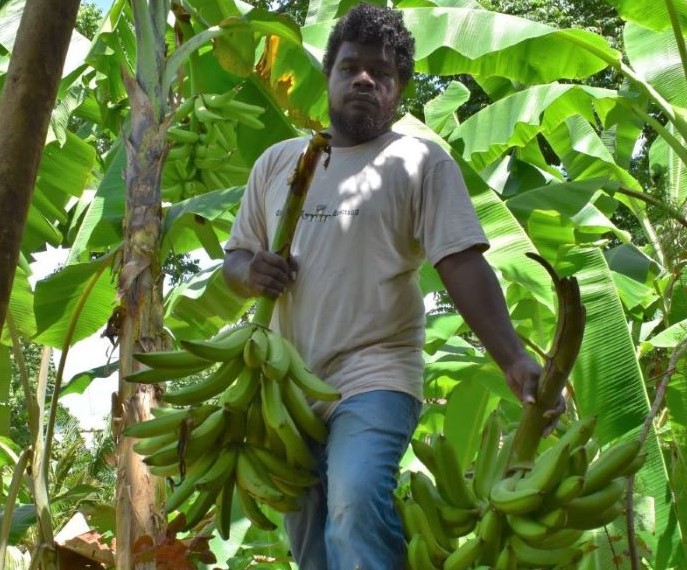 Local Journalist Turns Backyard into Banana Garden