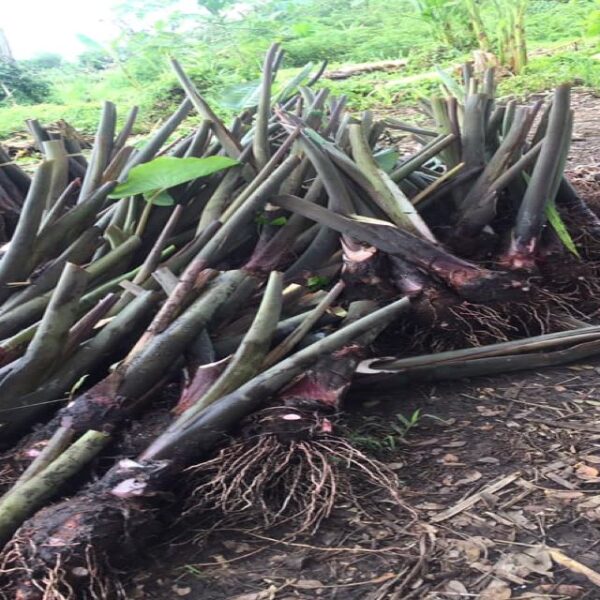 Vaisekavea Aims to Help Make Solomon Islands Agricultural Sector More Prosperous 