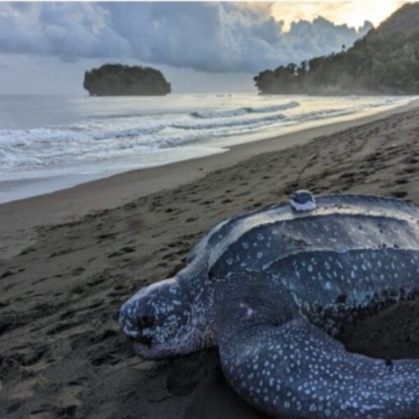 ‘Solo’ the Leatherback Still in Isabel Waters