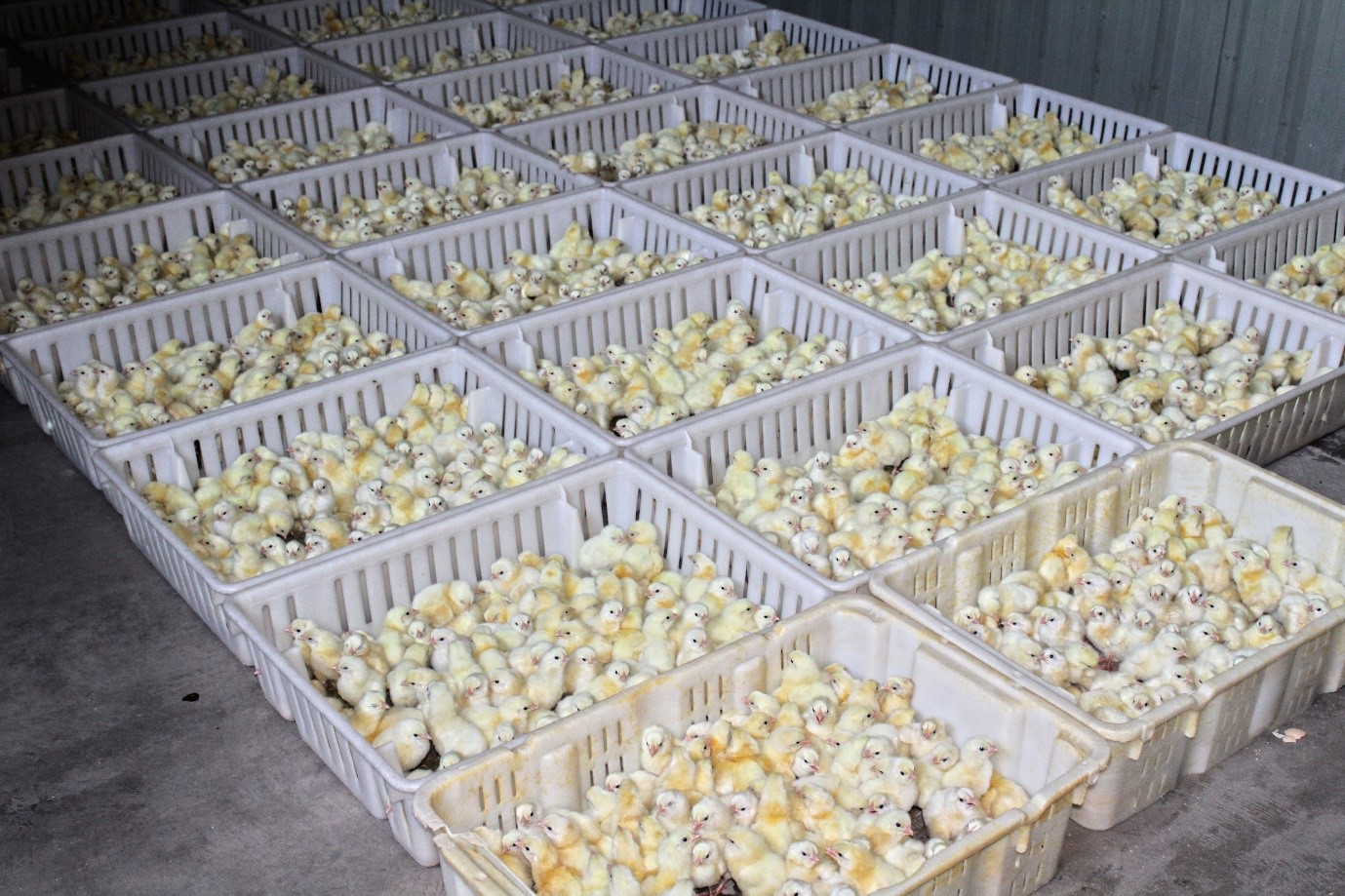 Ministry of Agriculture Launches Government Funded Poultry Project