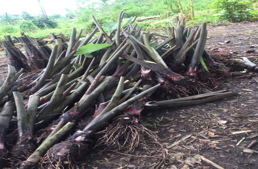 Vaisekavea Aims to Help Make Solomon Islands Agricultural Sector More Prosperous