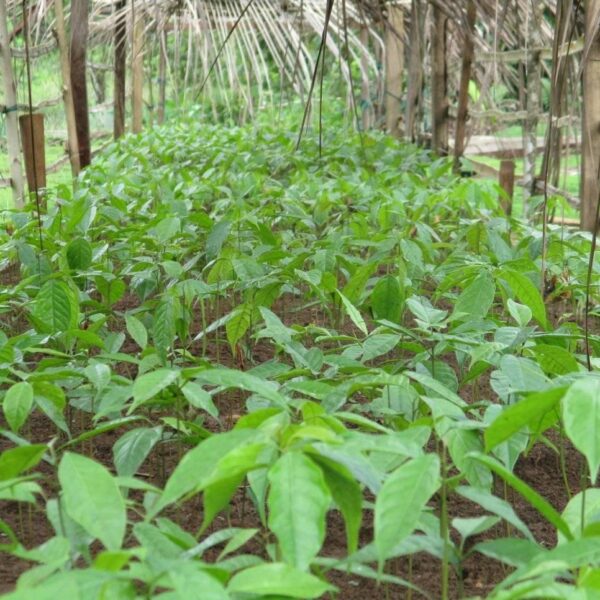 West Kwaio Communities Determine To Replant Trees