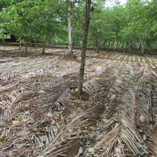 10,000 Coconut Nursery plants for Farmers in Kwaio: Second Round of Distribution