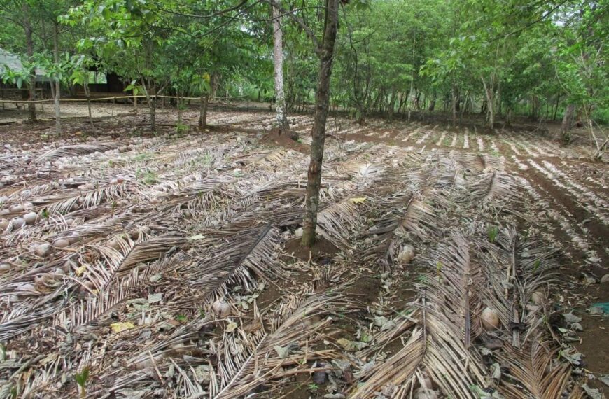 10,000 Coconut Nursery plants for Farmers in Kwaio: Second Round of Distribution