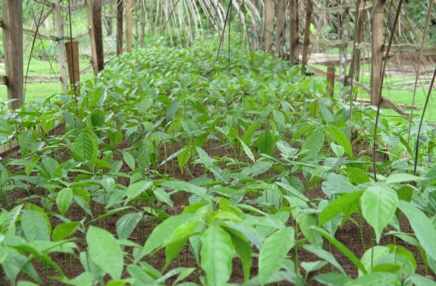 West Kwaio Communities Determine To Replant Trees