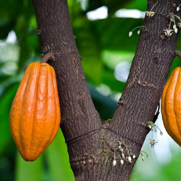 MAL Minister Set to Launch Cocoa Sector Intervention Strategy
