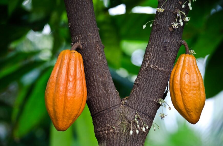 MAL Minister Set to Launch Cocoa Sector Intervention Strategy