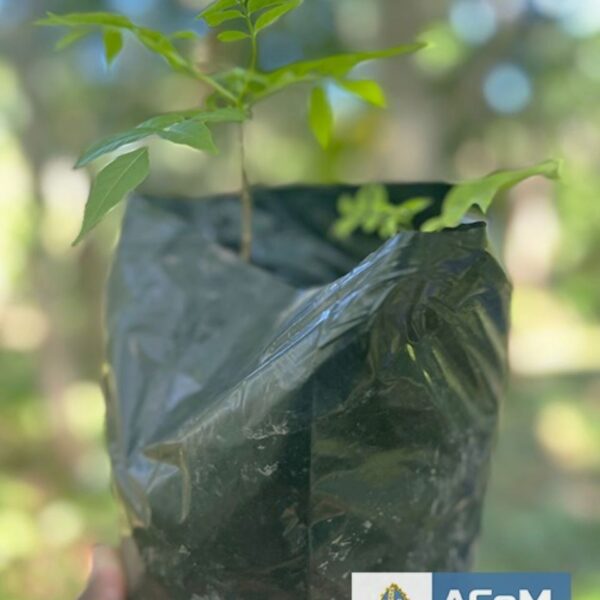 Planting of Trees for the Future: A living Legacy of Faith and Creation Care