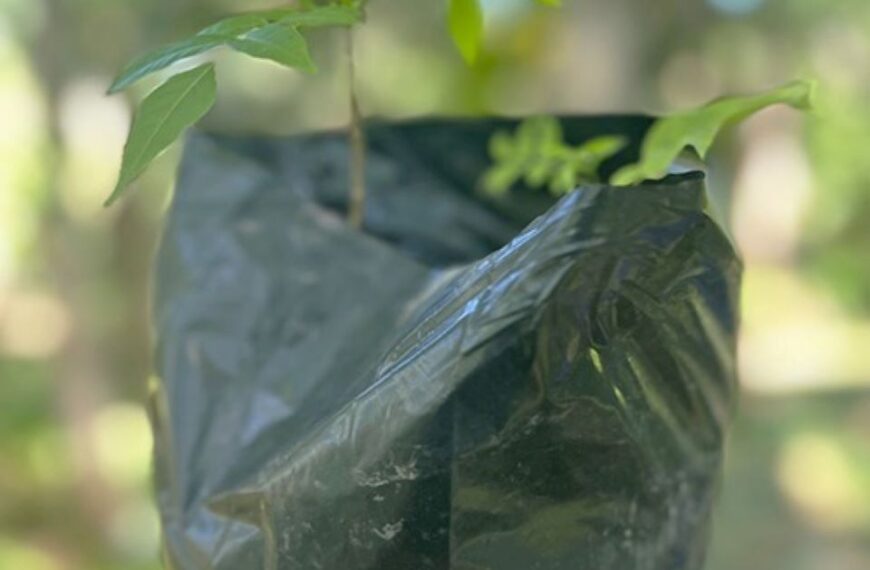 Planting of Trees for the Future: A living Legacy of Faith and Creation Care