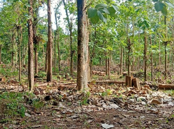 VATA Begins Exports of Quality Teak Logs and Timbers