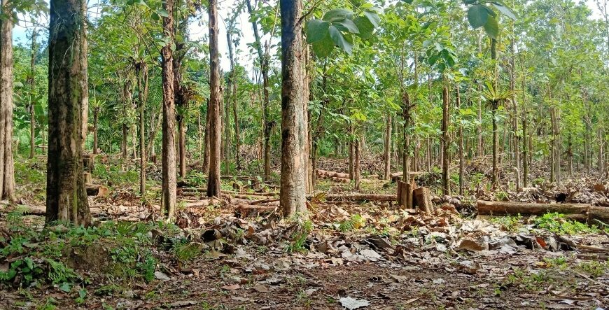 VATA Begins Exports of Quality Teak Logs and Timbers