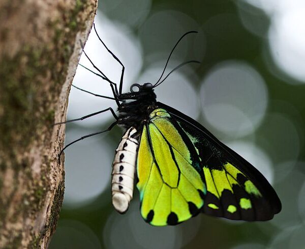 Move to Lift the Ban of Butterfly Trade Underway