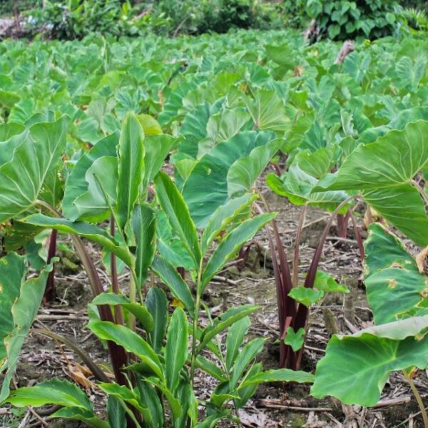 Government’s Ministry of Agriculture Aims to Improve Service Delivery through SIART Program