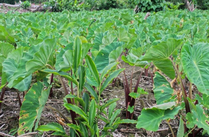 Government’s Ministry of Agriculture Aims to Improve Service Delivery through SIART Program