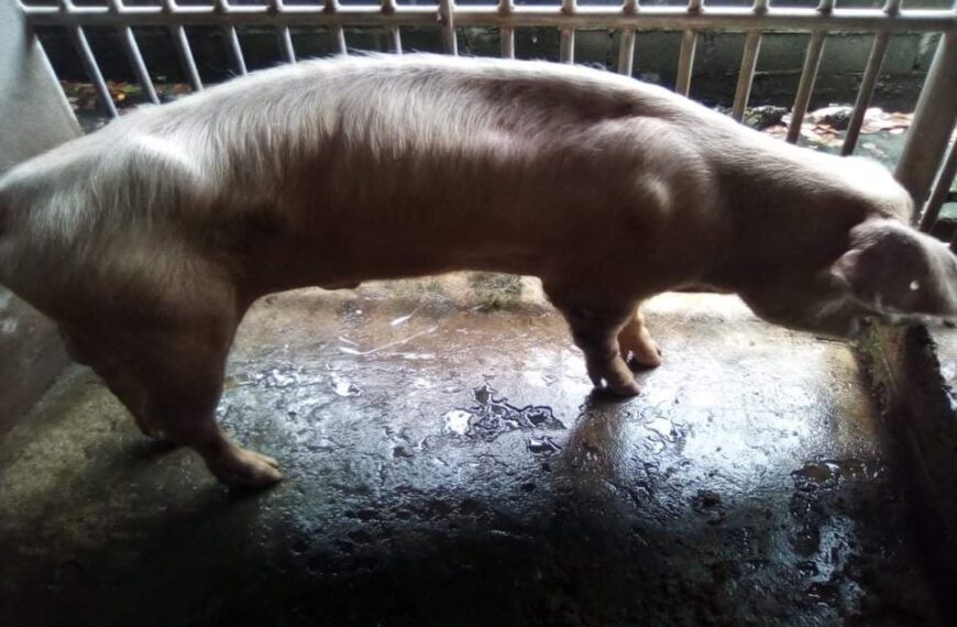 Solomon Islands Agriculture Ministry Launches African Swine Fever Action Plan