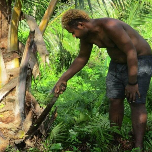 Youths Are Growing Coconut Palms in West Kwaio