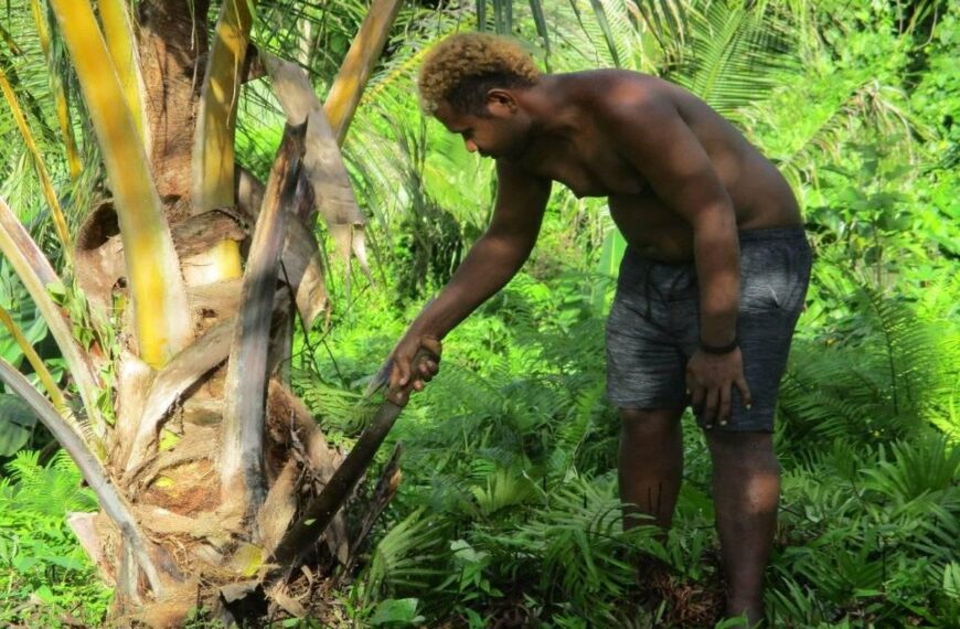 Youths Are Growing Coconut Palms in West Kwaio