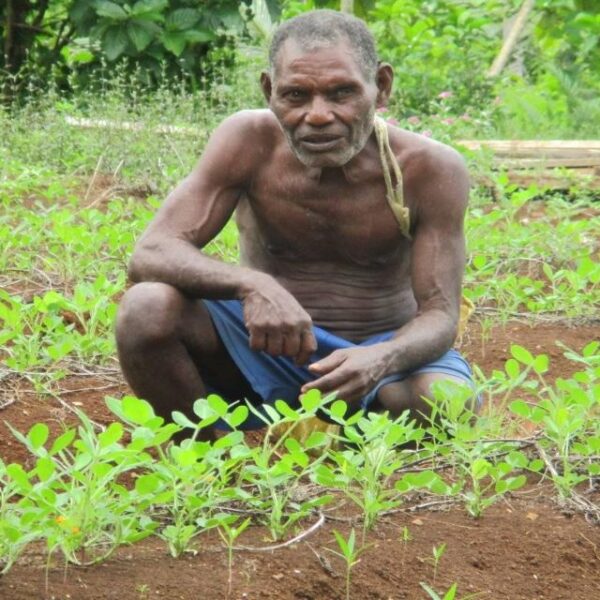 Emerging West Kwaio Peanut Farmer