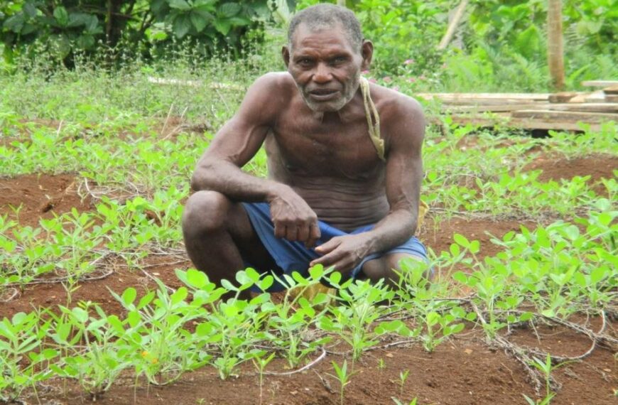 Emerging West Kwaio Peanut Farmer