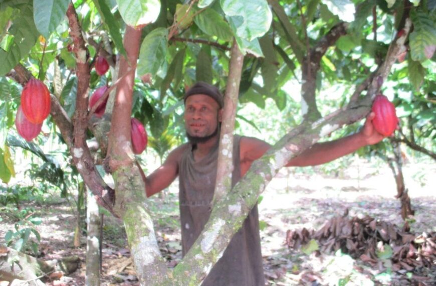 Cocoa Farming Challenges in West Kwaio