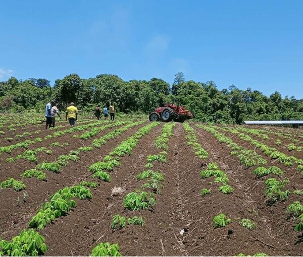 Enhance Integrated Framework Helps Solomon Islands Meet Export Standards