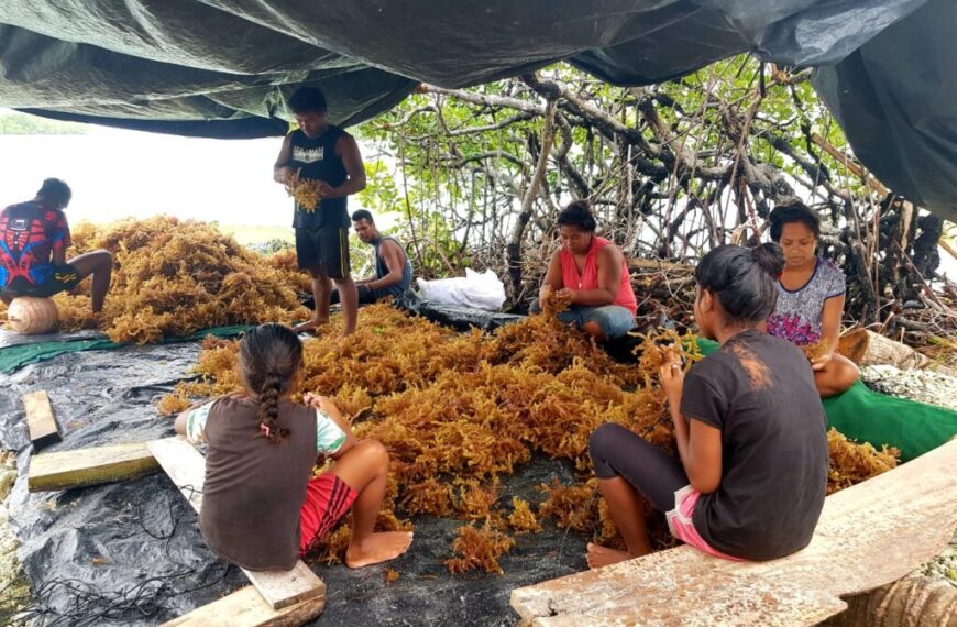 Shrinking Seaweed: Climate Change Hits Kelp Farmers in Solomon Islands