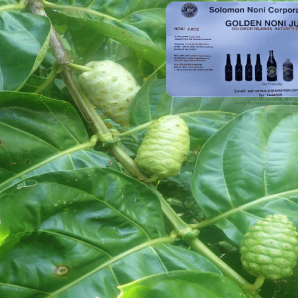 Noni Corporation Stops Buying Noni Fruits