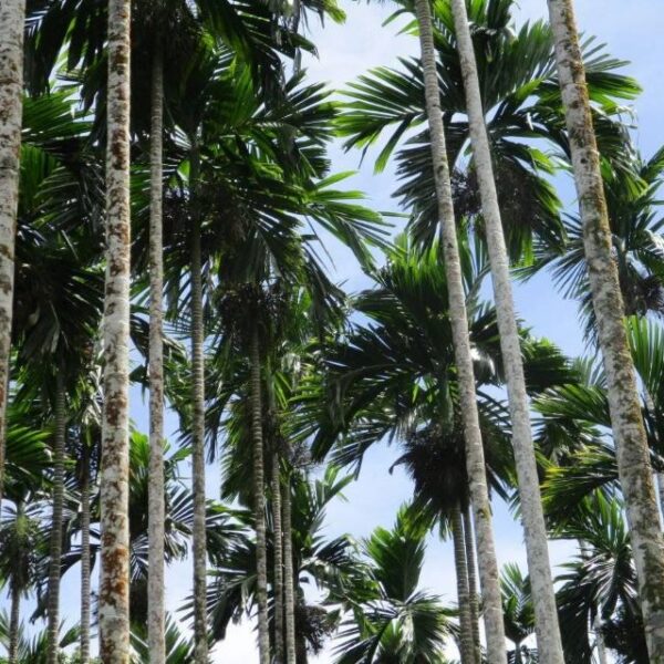 Passionate Farmer Makes Profit from Betel Farming