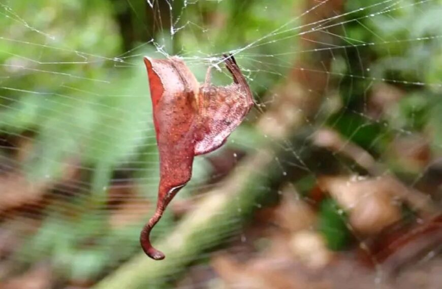 Ahetaha Conservation in East Are’Are Records New Spider Species