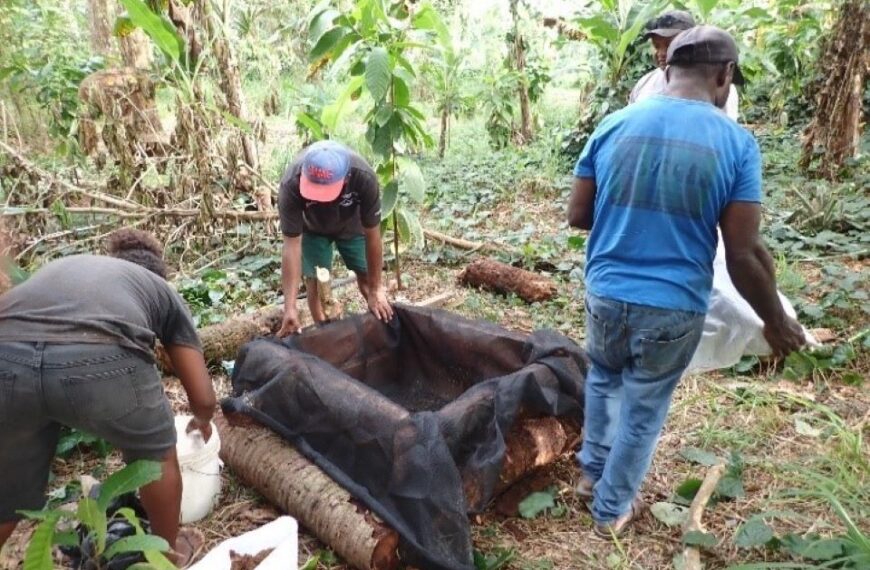 MAL Intensifies Efforts in Coconut Rhinoceros Beetle (CRB) Bio-Control Initiatives