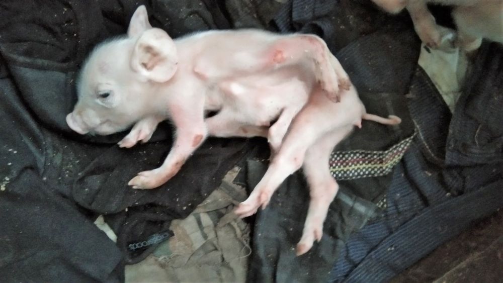 Piggery Owner at Henderson Horrified Over Eight Legged Pig