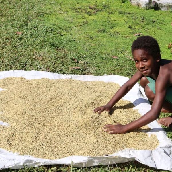 More Communities in North Malaita Engage In Rice Farming