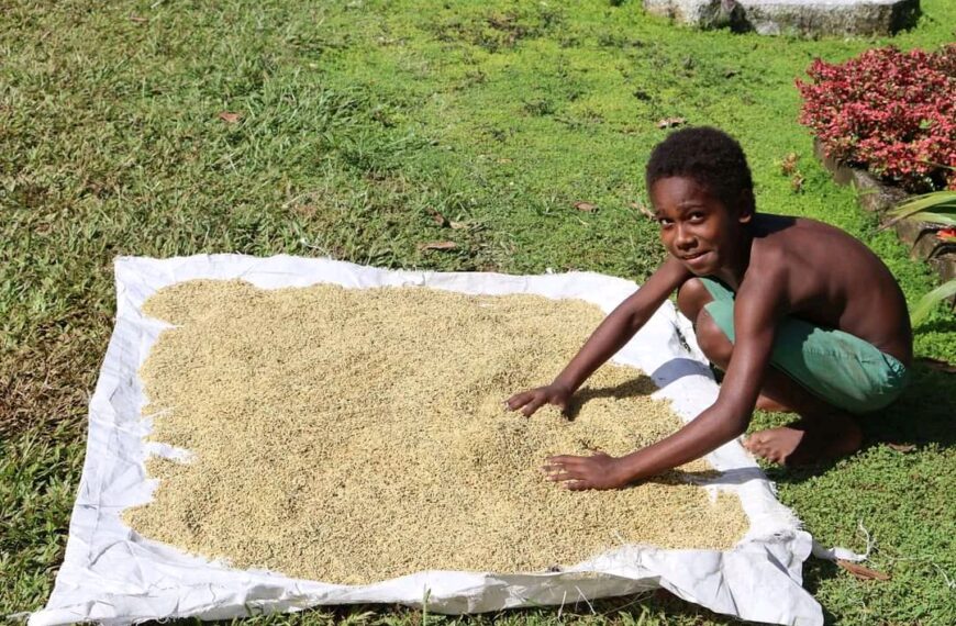 More Communities in North Malaita Engage In Rice Farming