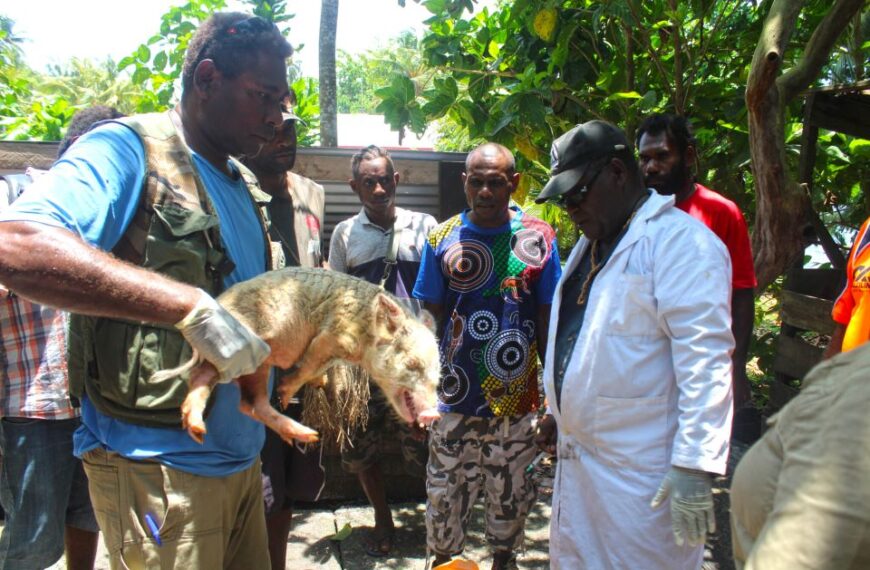 Training to Boost Pig Production in Northwest Guadalcanal Held