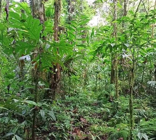 Zaira Battle to Conserve Its Land
