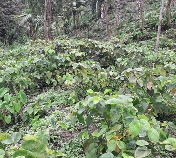 No Support for Faifatalaa Kava Farmers