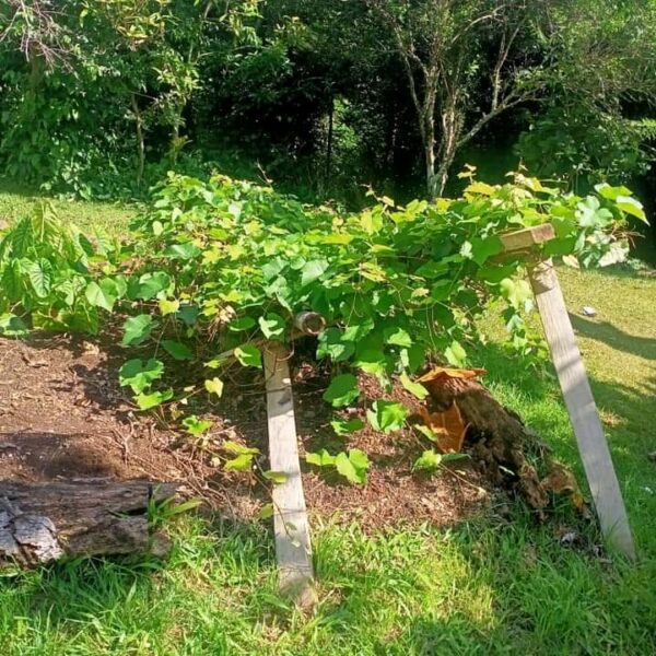Venturing Into Grapes Farming