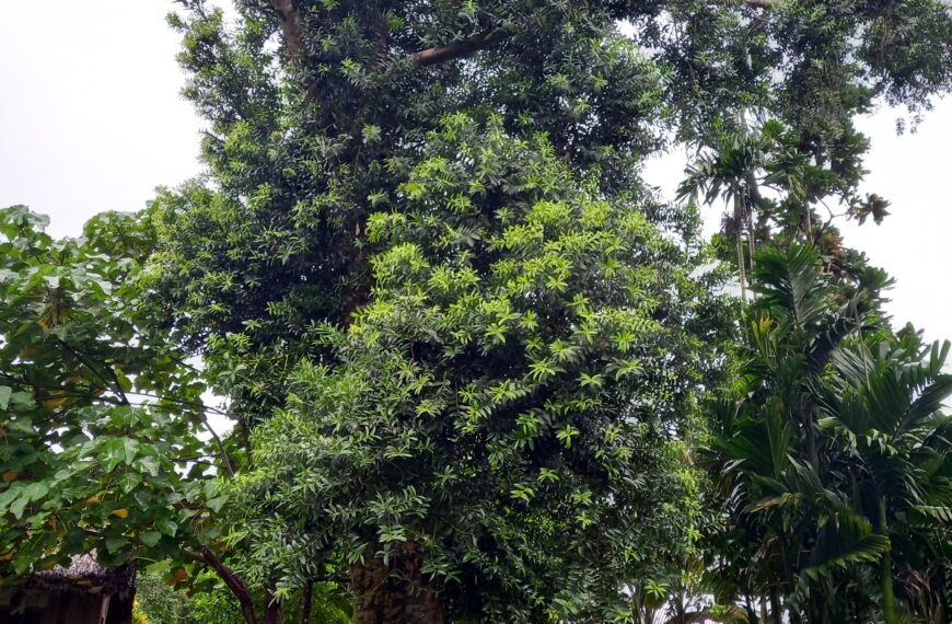 Kauri Tree Planted by Queen Elizabeth Kept Alive By Oral Tradition
