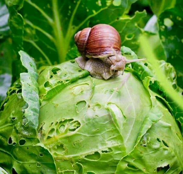 Giant African Snails As Animal feed: Project Soon to Launch